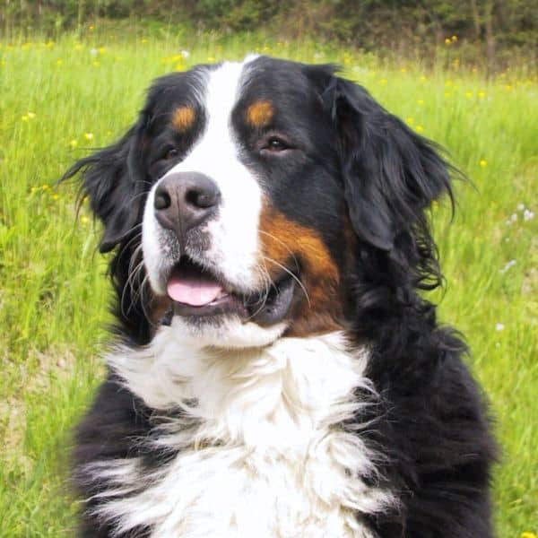 Bovaro del Bernese adulto
