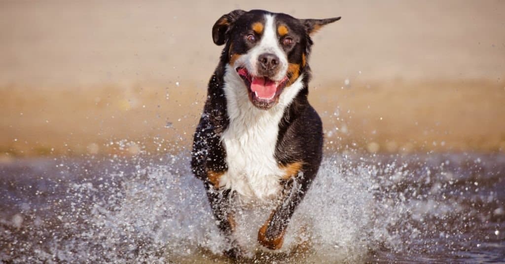 grande cane da montagna svizzero sulla spiaggia
