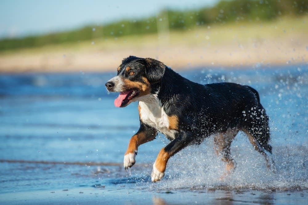 Bovaro di Entlebucher che corre su una spiaggia
