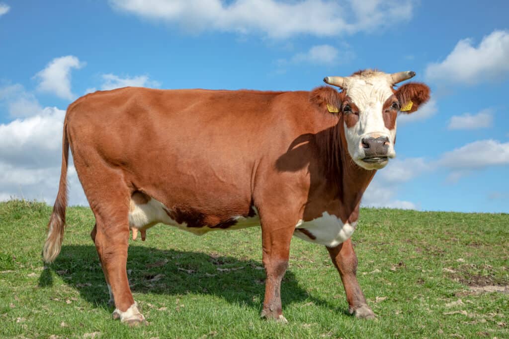 Fleckvieh Bovini sull'erba