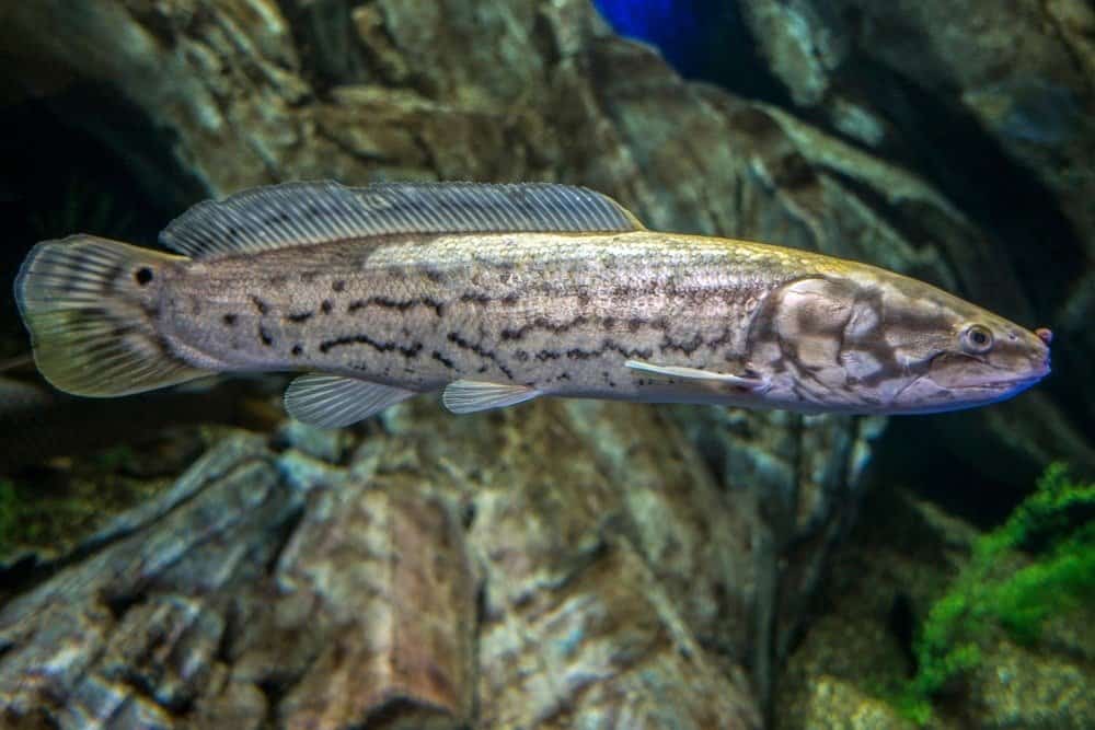 Bowfin che nuota appena sopra il letto del fiume