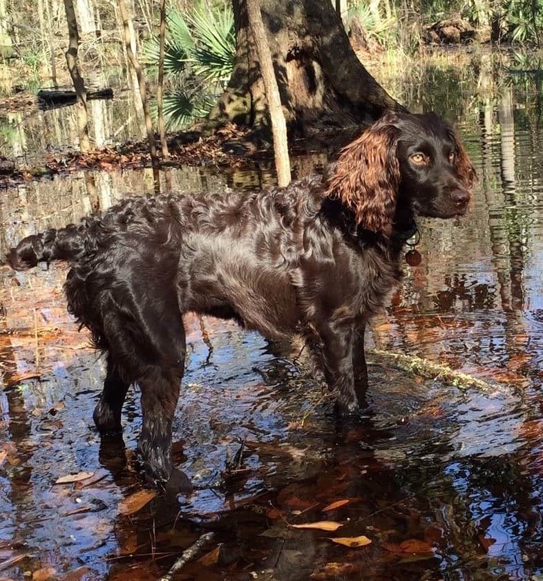 Boykin Spaniel che recupera