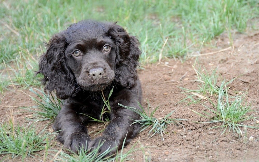 Cucciolo di Boykin Spaniel sdraiato nell'erba