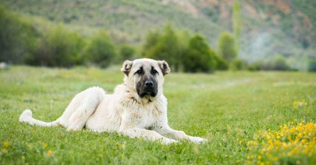 kangal sdraiato nell'erba vicino ai fiori