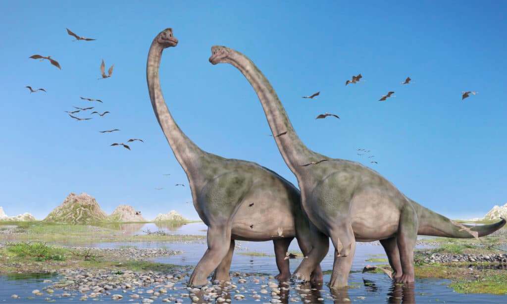 Un paio di brachiosauro in una zona paludosa