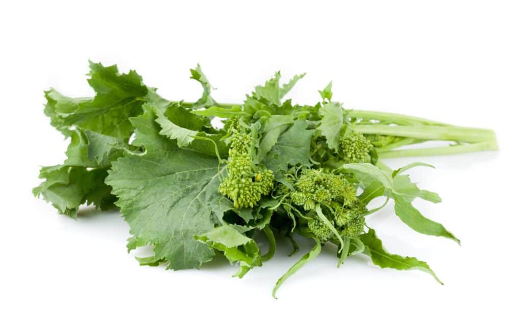 Broccolini vs Broccoli Rabe