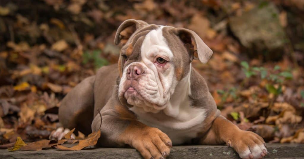 Bulldog americano sdraiato a terra