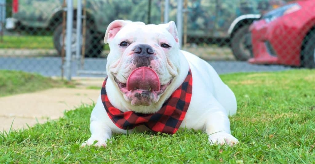 bulldog australiano