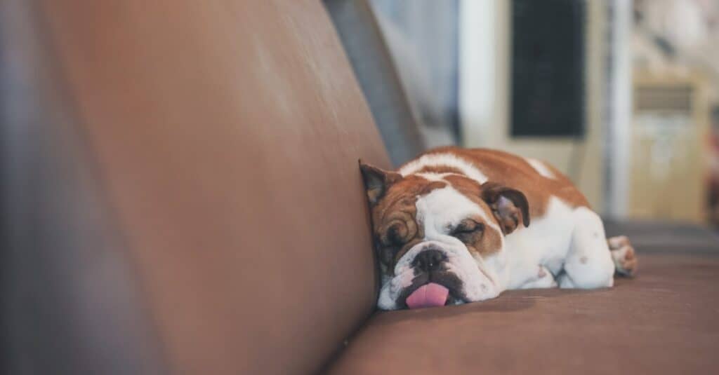 Bulldog inglese con la lingua fuori sul divano