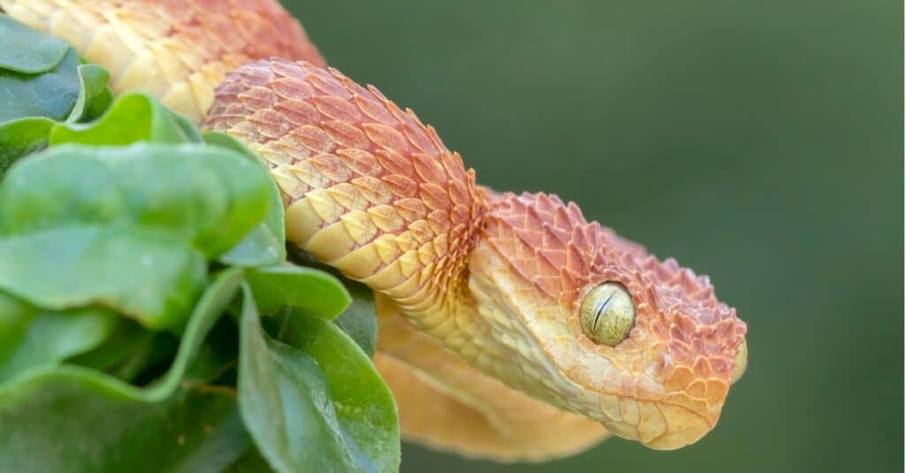 Red velenoso Bush Viper nella foresta pluviale africana. La vipera è disponibile in varianti di arancione, rosso, grigio, nero, giallo, blu, marrone e oliva.