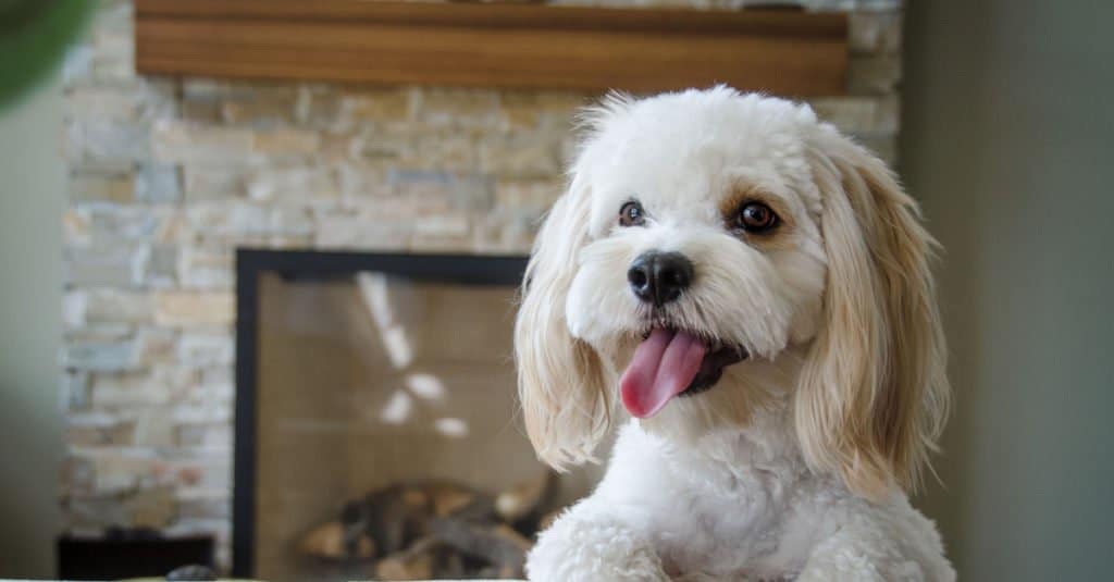 Cockapoo bianco in piedi su un divano