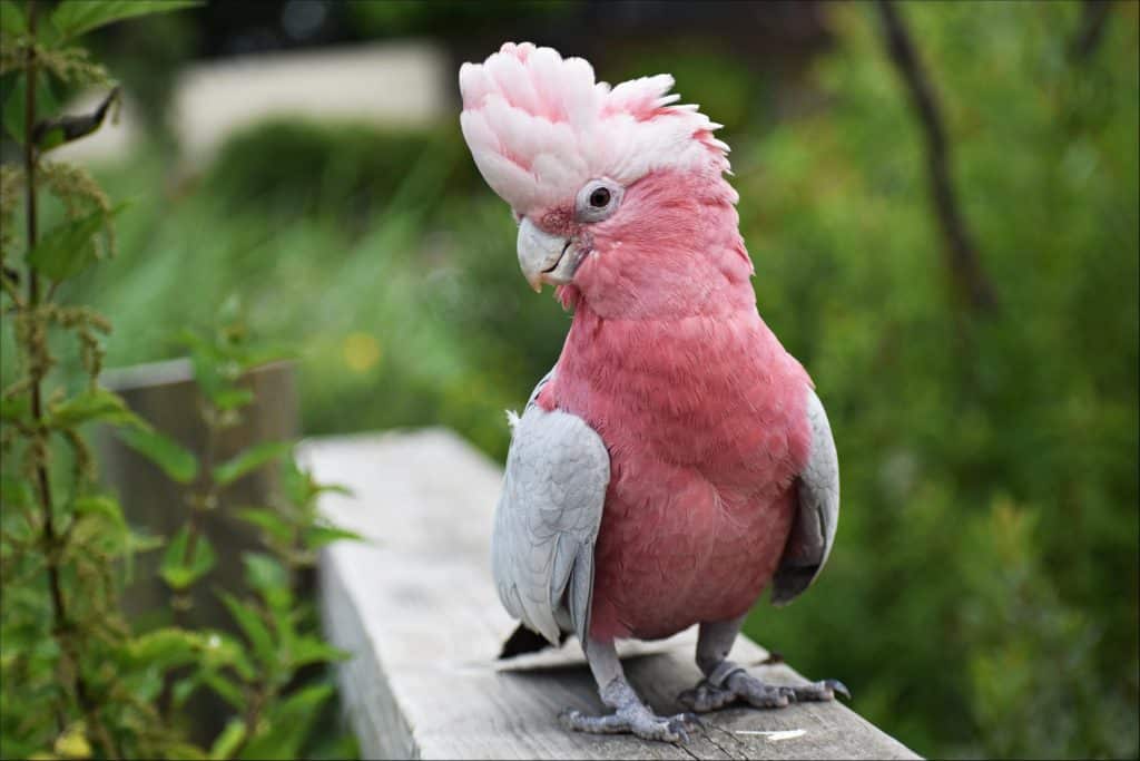cacatua domestico