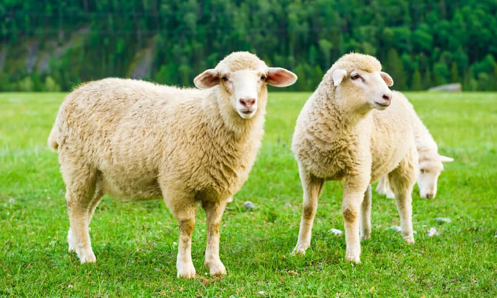 Pecora, Agnello - Animale, Colore Bianco, Erba, Mandria