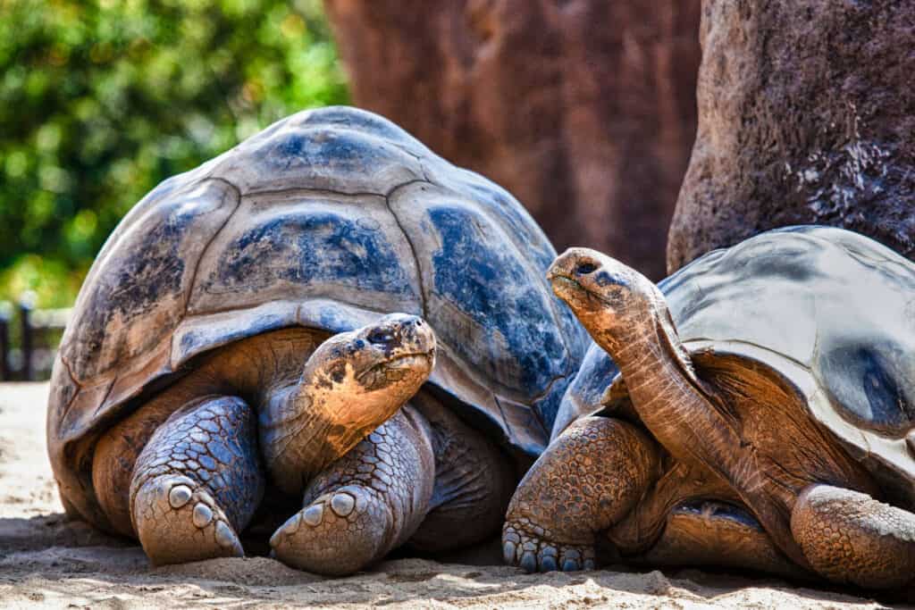 Isole Galapagos, Tartaruga, Tartaruga, Animale, Discussione