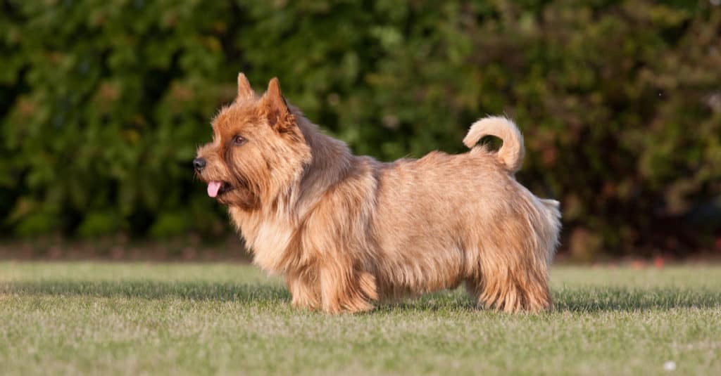 norwich terrier in piedi nell'erba