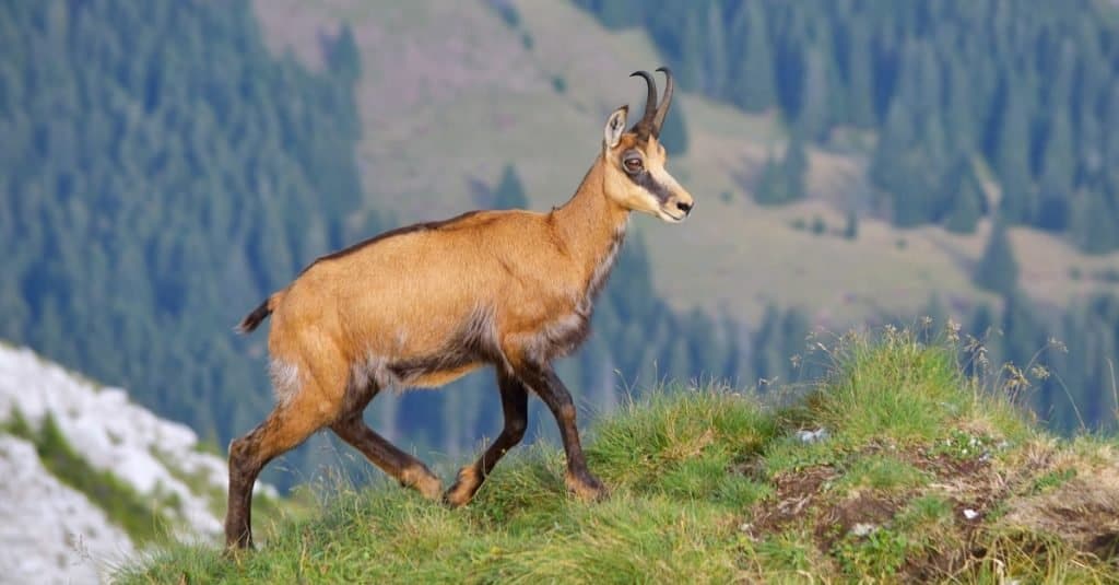 Camoscio in alta montagna