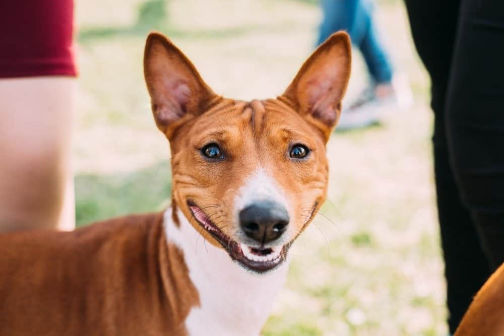 Cane Basenji che sorride alla telecamera