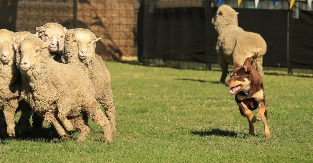 Kelpie australiano rosso focato che guida un gruppo di pecore.