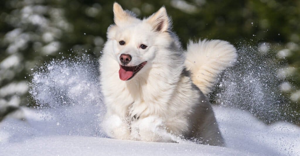 cane da pastore islandese bianco che attraversa la neve