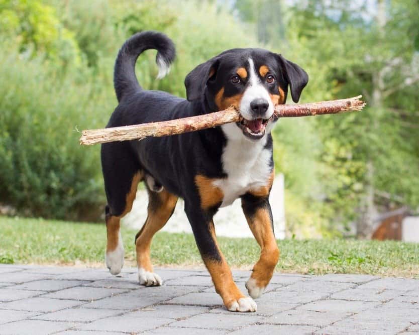 Giovane Appenzeller Sennenhund, che gioca con il ramo lungo.