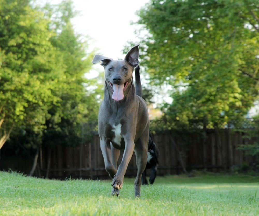 Blue Lacy cane che corre