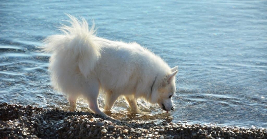 Cane eschimese americano sulla spiaggia