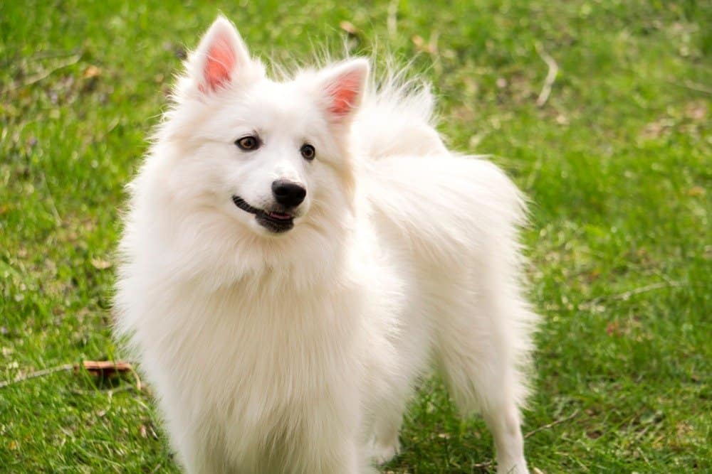 Cane eschimese in erba
