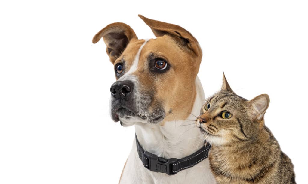 Colpo di testa di cane e gatto su sfondo bianco