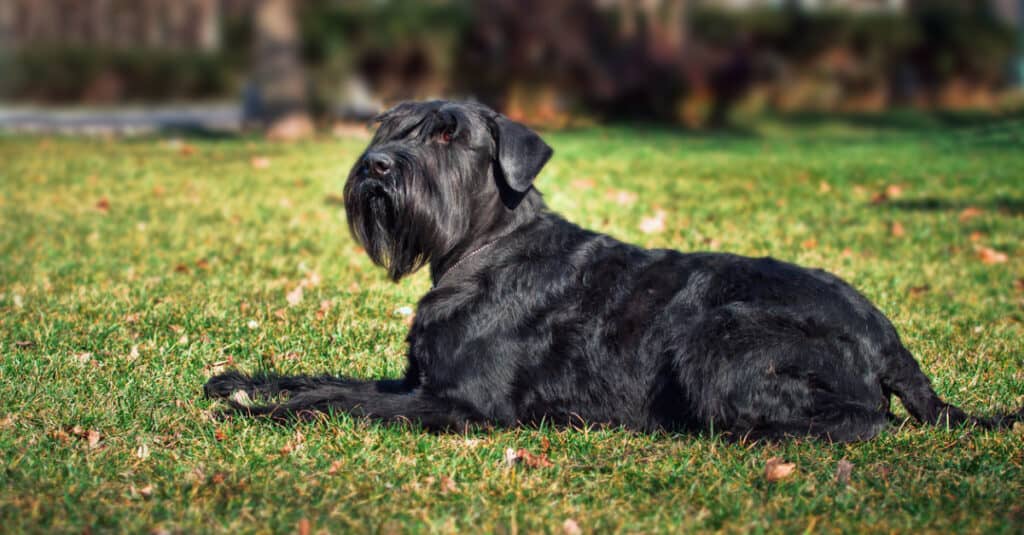 Ritratto ravvicinato del cane.  Schnauzer gigante.  Cane di servizio.