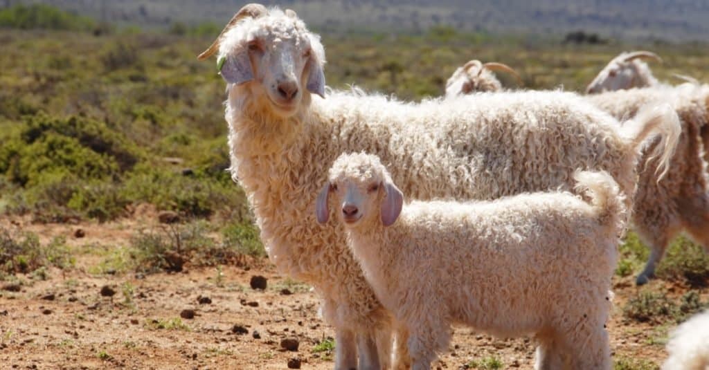 Una madre di capra d'angora con il suo bambino si separa dalla mandria.