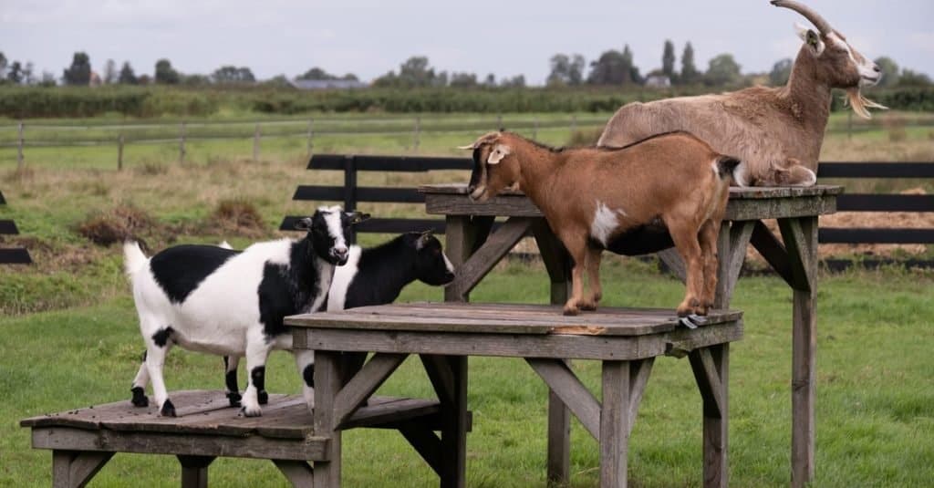 Le capre pigmee americane stanno in piedi e giacciono su piattaforme e tavoli di legno in un pascolo.
