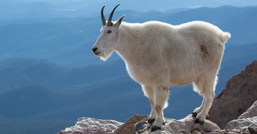 Capre di montagna sul Monte Evans, Colorado, Stati Uniti d'America.