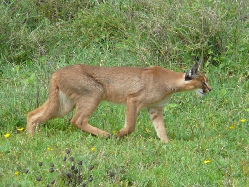 Caccia di Caracal