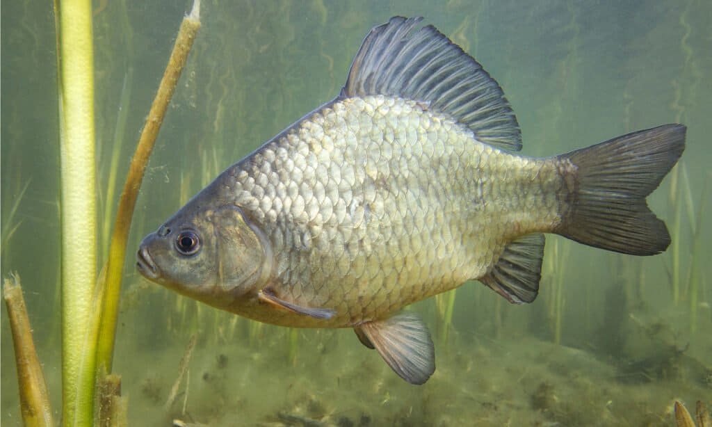 Carpa Crucian