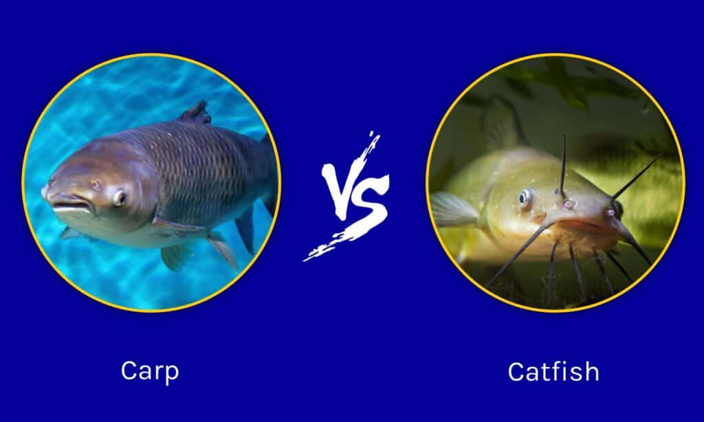 Carpa contro pesce gatto