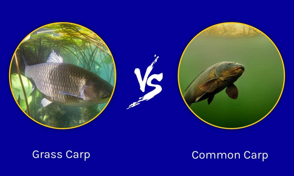 Carpa erbivora vs carpa comune