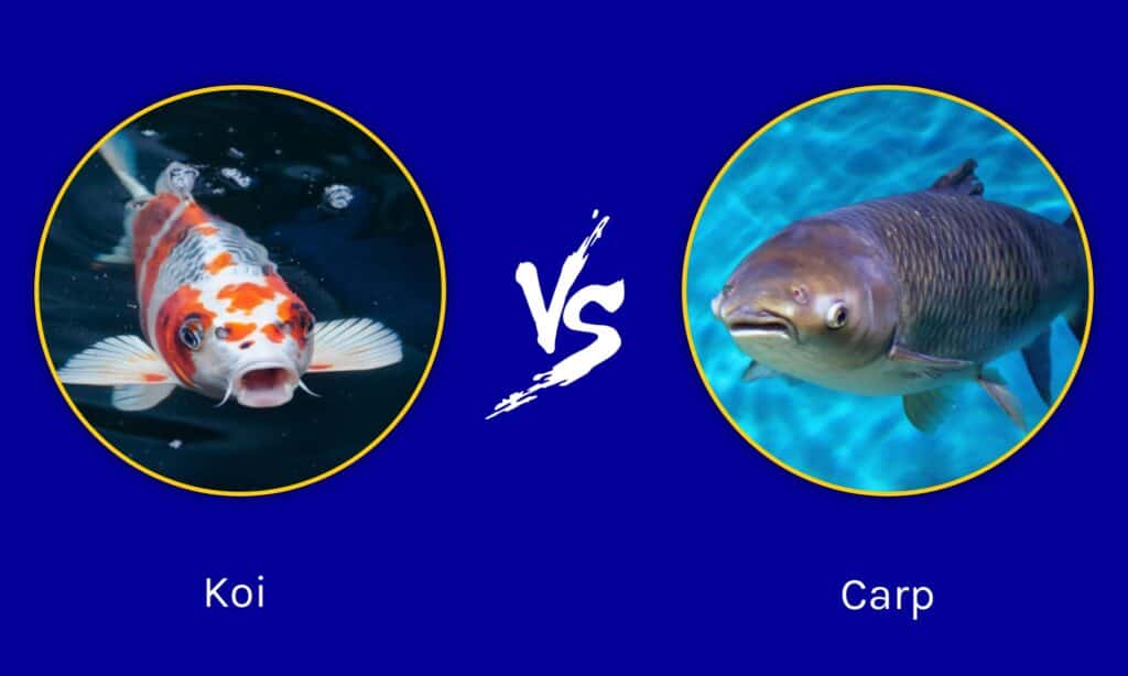 Koi contro Carpe
