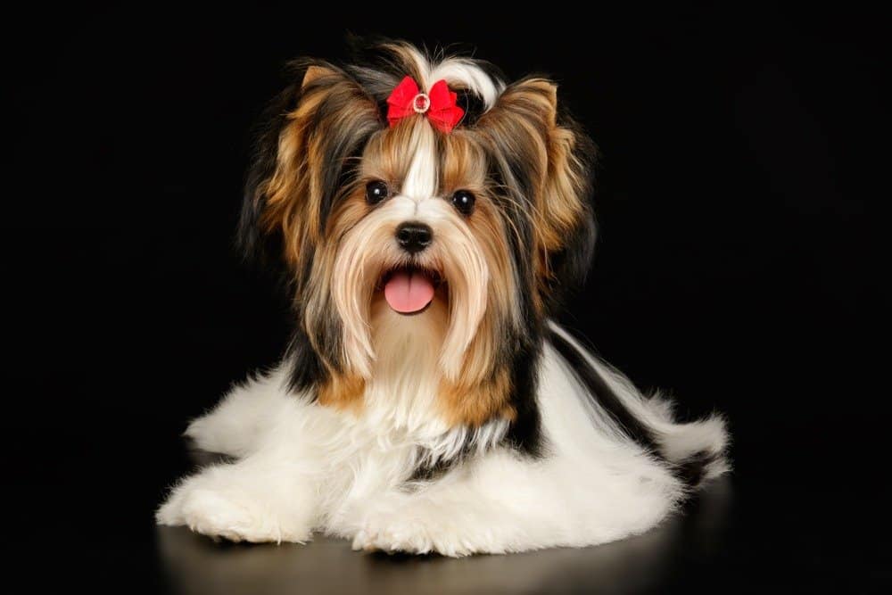 Biewer Terrier con fiocco tra i capelli
