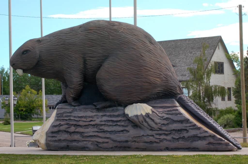 Castoro gigante