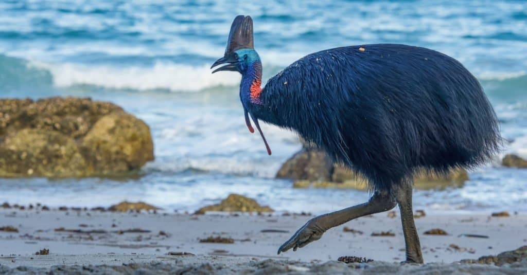 Cassowary meridionale che cammina lungo la spiaggia.