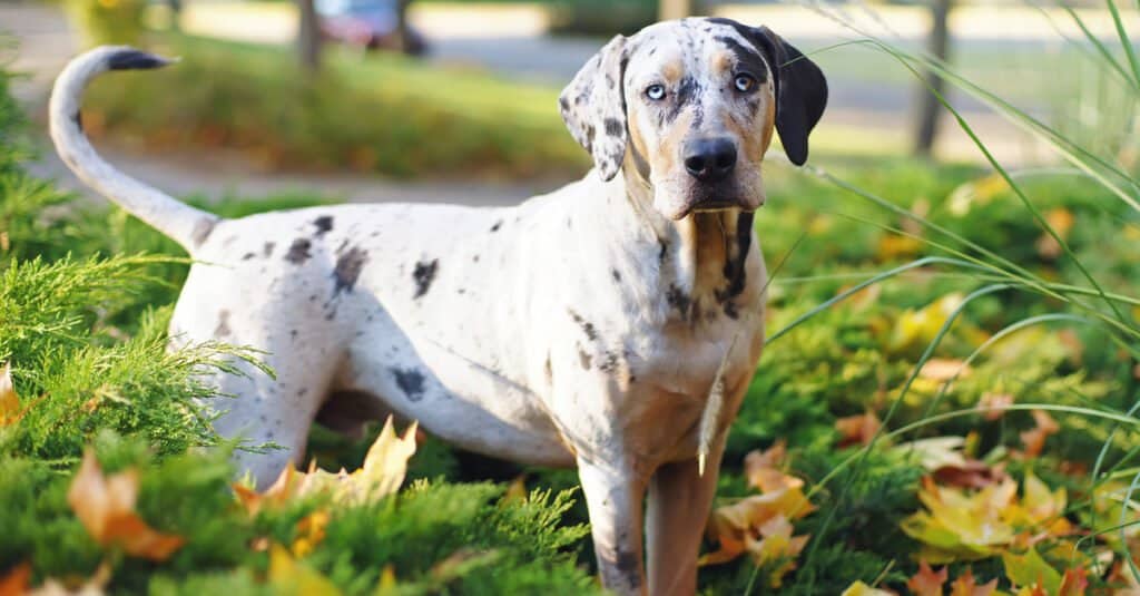 Catahoula leopard in piedi in giardino