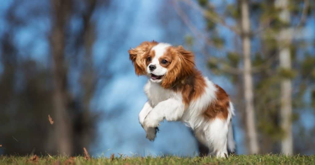 King Charles Spaniel contro Cavalier King Charles Spaniel