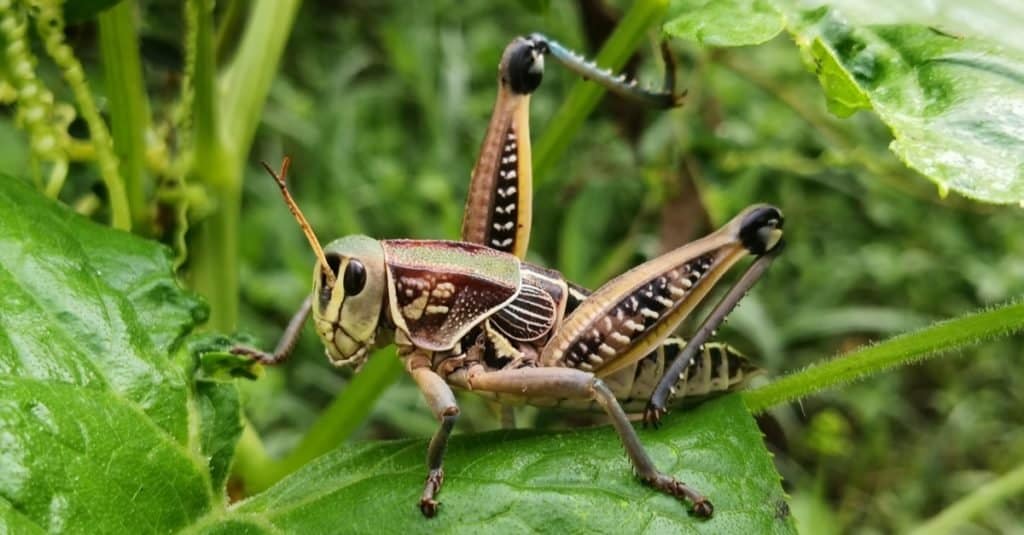 Cavalletta orientale del lubber