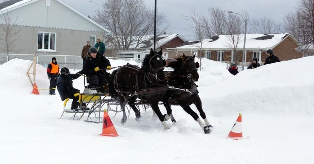 Cavallo canadese che tira la slitta nella guida del cono di ostacolo di inverno. Questa razza è un cavallo leggero forte e muscoloso, generalmente utilizzato per l'equitazione e la guida