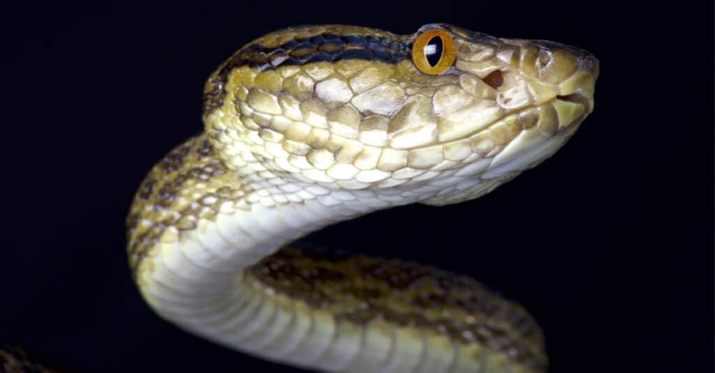 Scopri il serpente più grande trovato in Giappone