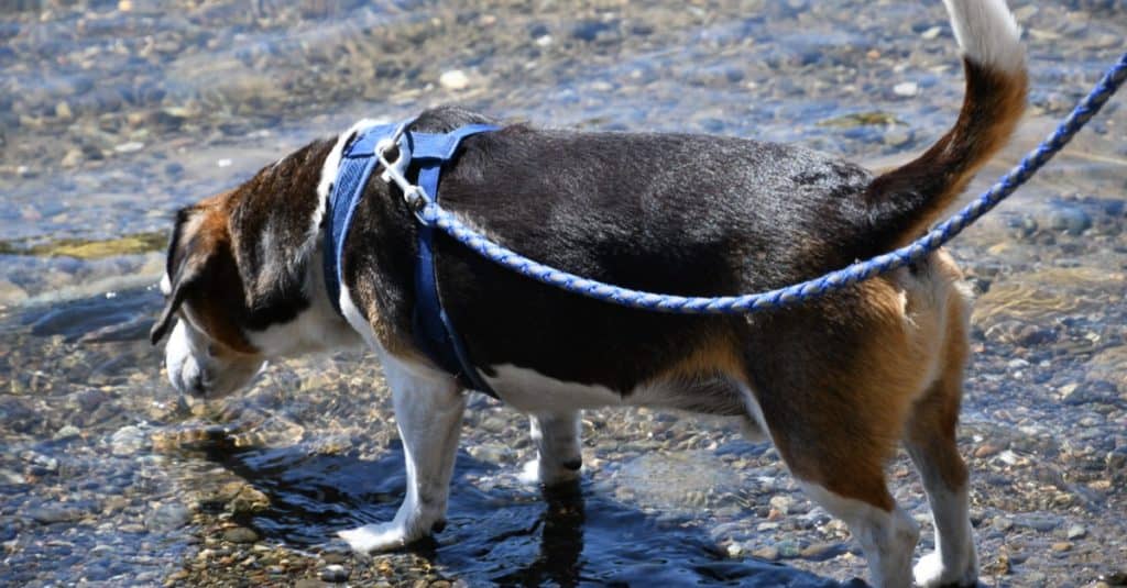 Cheagle che gioca al fiume