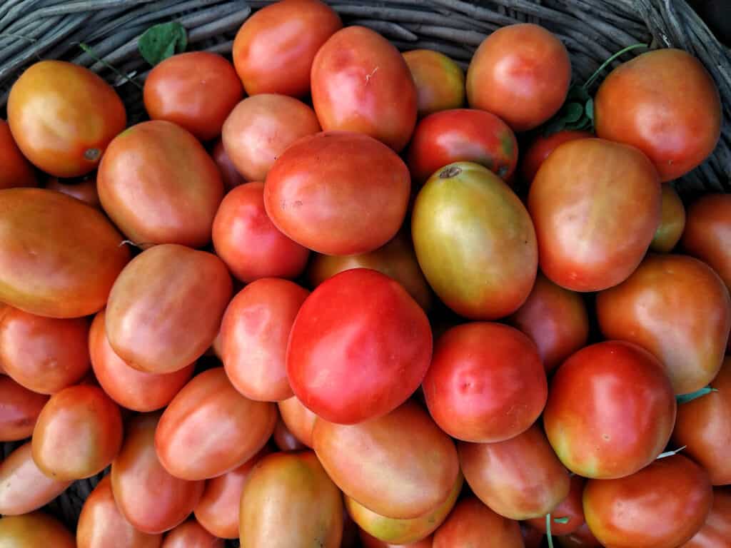 pomodoro famoso