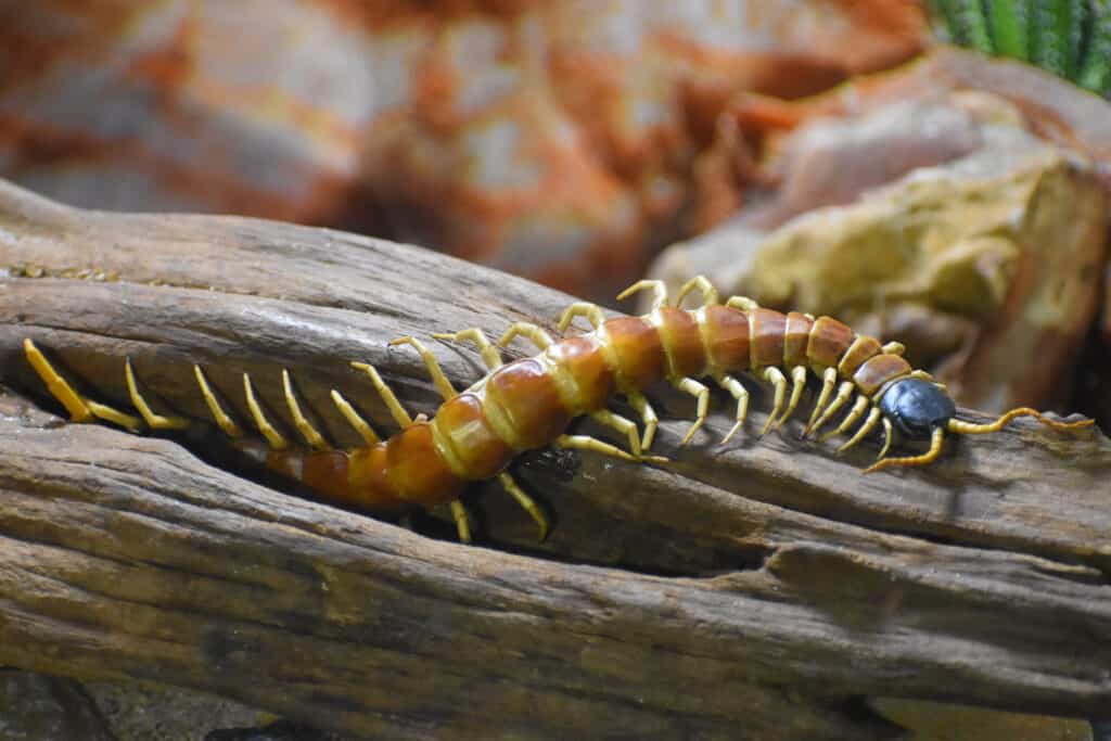 Millepiedi gigante del deserto