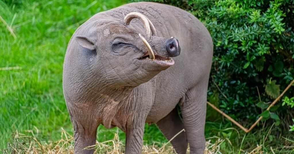 Il nome Babirusa significa maiale cervo per il loro aspetto insolito!