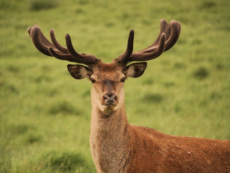 Un maschio di cervo rosso (Cervus elaphus) a Monaco di Baviera, Germania.